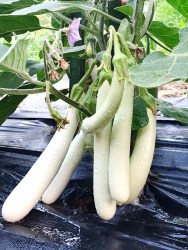 eggplant white finger23